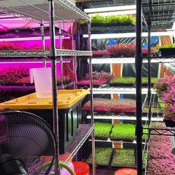 Microgreen Growing Equipment 