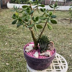 Very Healthy Jade Good Luck Tree In Rustic Vase Special Gift For Mother’s Day 