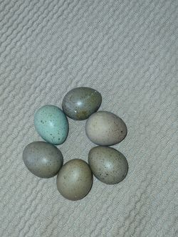 Button Quail hatching eggs