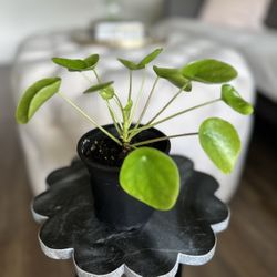 Chinese Money Plant- Lucky Plant 🍀
