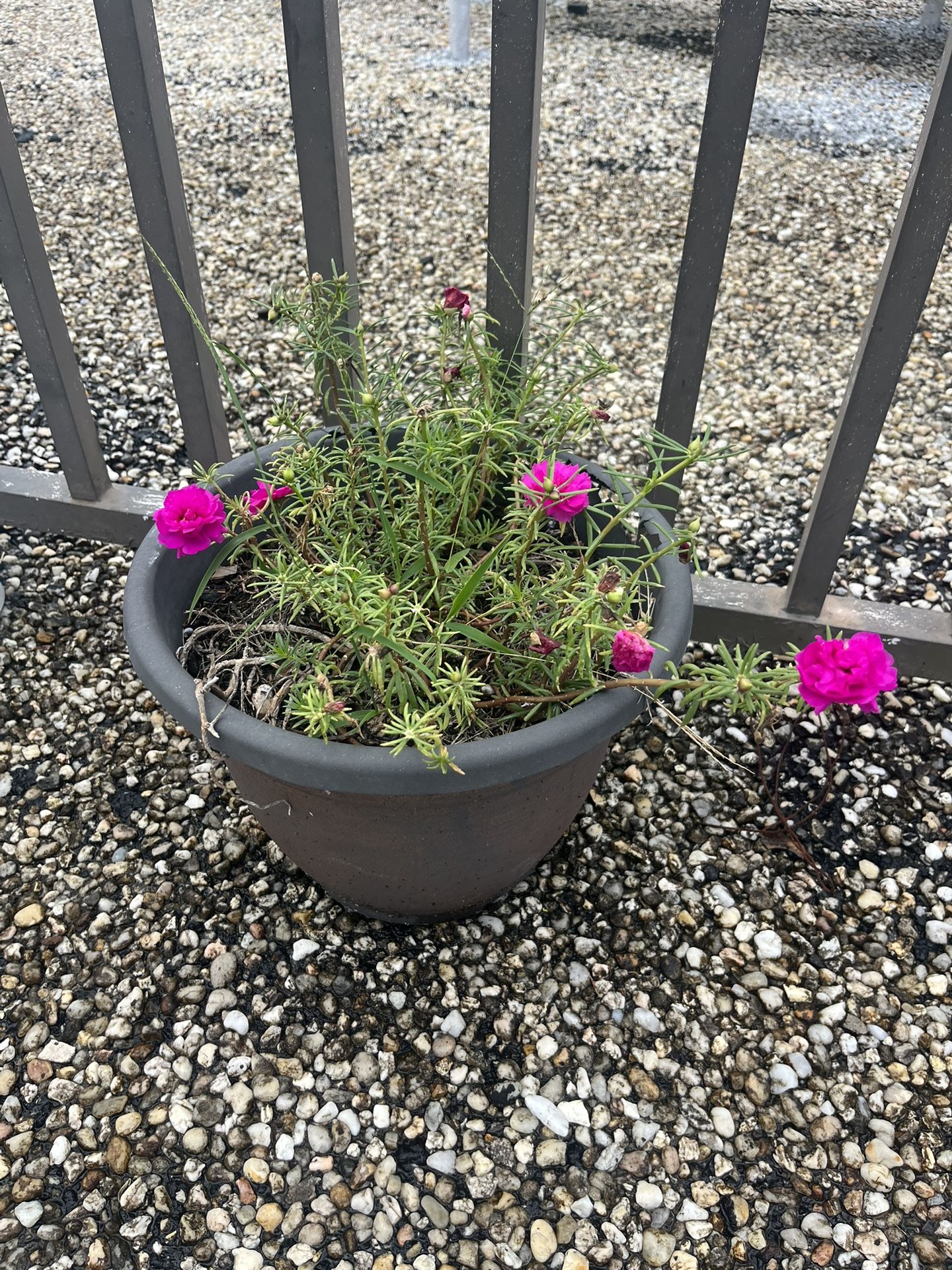 Moving Free Pretty Moss Rose Plant with Pot