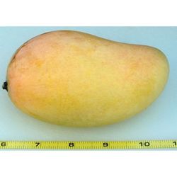 Val Carrie Mango Grafted Trees 3gal 