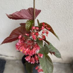 Ángel Wing Begonia Red Large Flowers Plant, Is Shade Plant In 1 Gallon Pot Pick Up Only