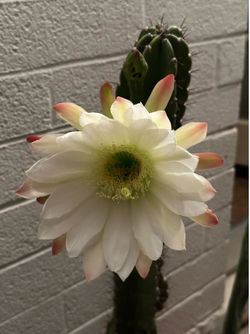Large 5 gallon Peruvian Apple, Blue Myrtle and Prickly Pear Cactus Cacti Plants