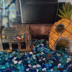 5 Gallon Fish Tank with Accessories and Food and More