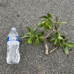 Plants - Healthy Jade and Eve’s Needle Cuttings. Various Sizes and Shapes. ONLY: $5.