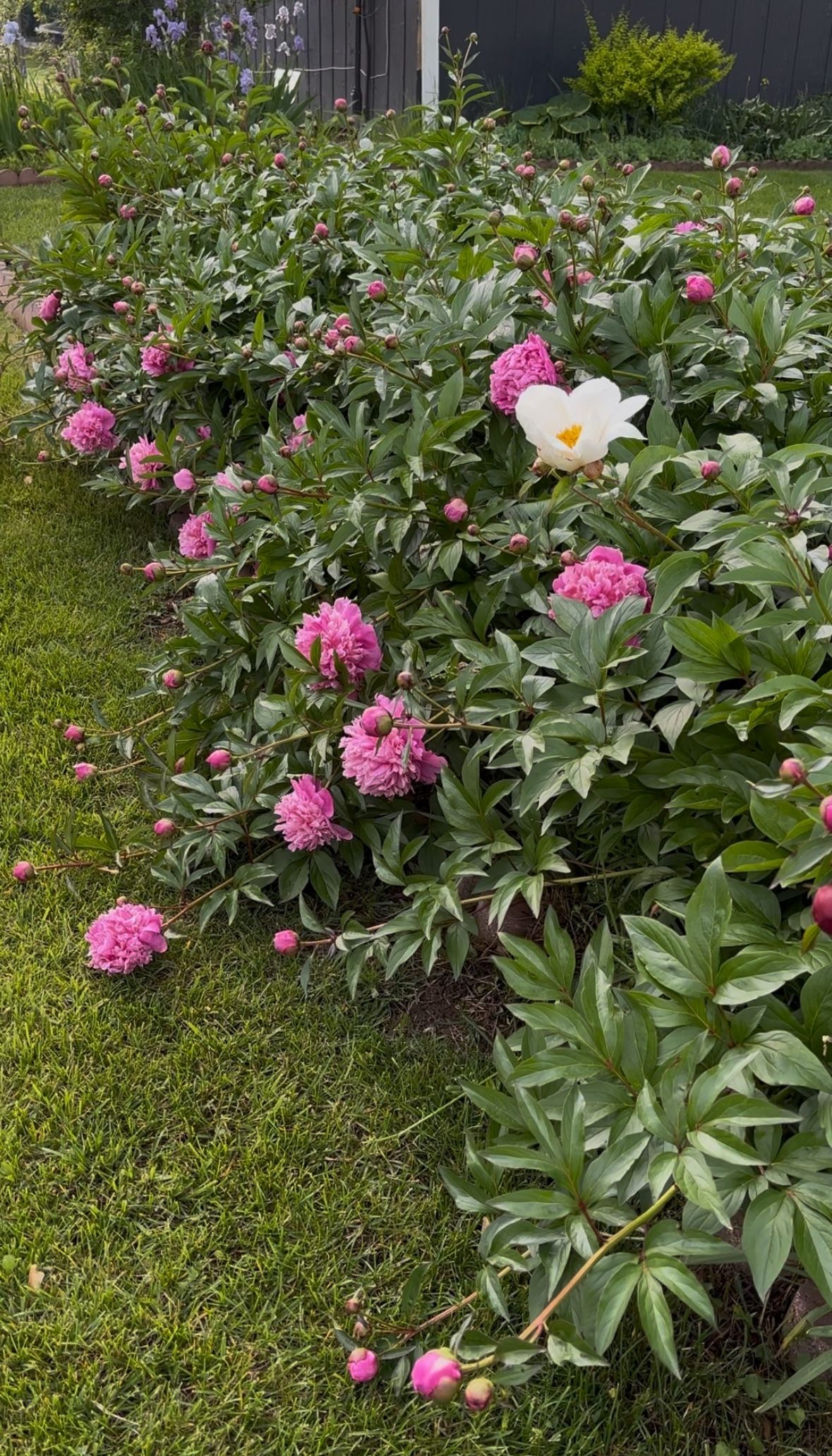 Peonies Cut flowers