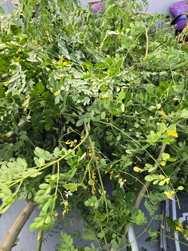 Free Moringa Leaves