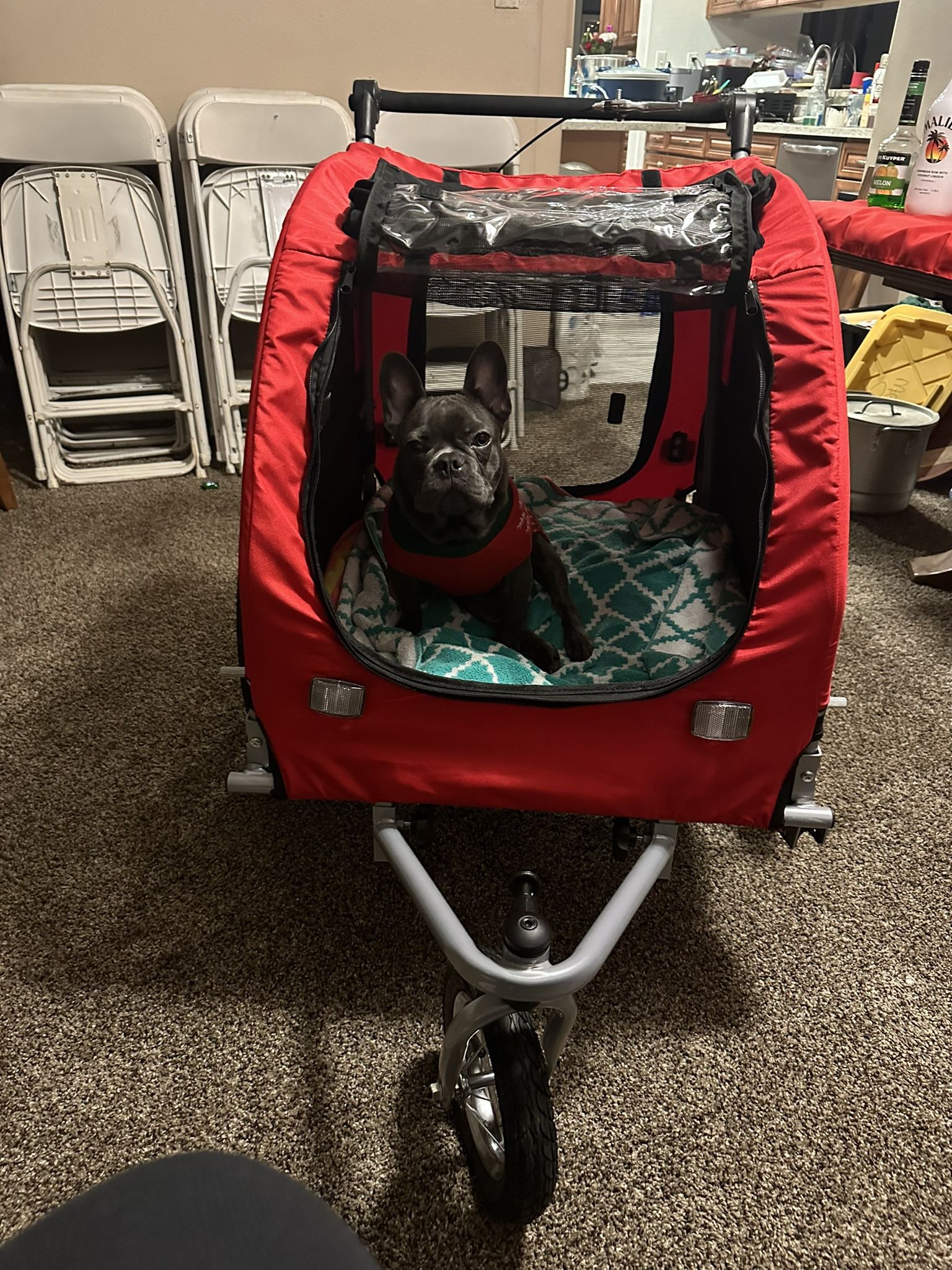 Red dog Stroller