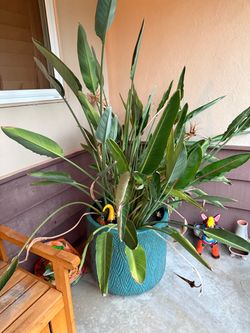 Big bird of paradise with pot