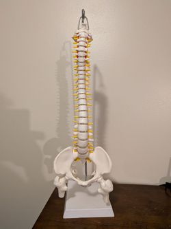20" Human Spine Model w/ Stand