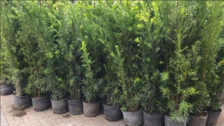 Beautiful Podocarpus Plants For Inmediate Privacy!!! 5 feet Tall Measurements Over The Pot! Fertilized
