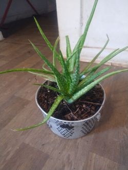Aloe vera plants