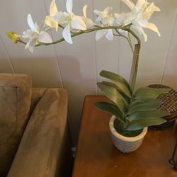 White Orchid Plant Decor