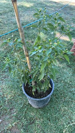 Chiltepín