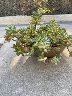 Beautiful Succulents 