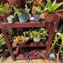 Succulent Plants For Sale