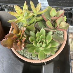 Dish garden Succulents In 6” Clay Pot. SPECIAL PRICE 🤩