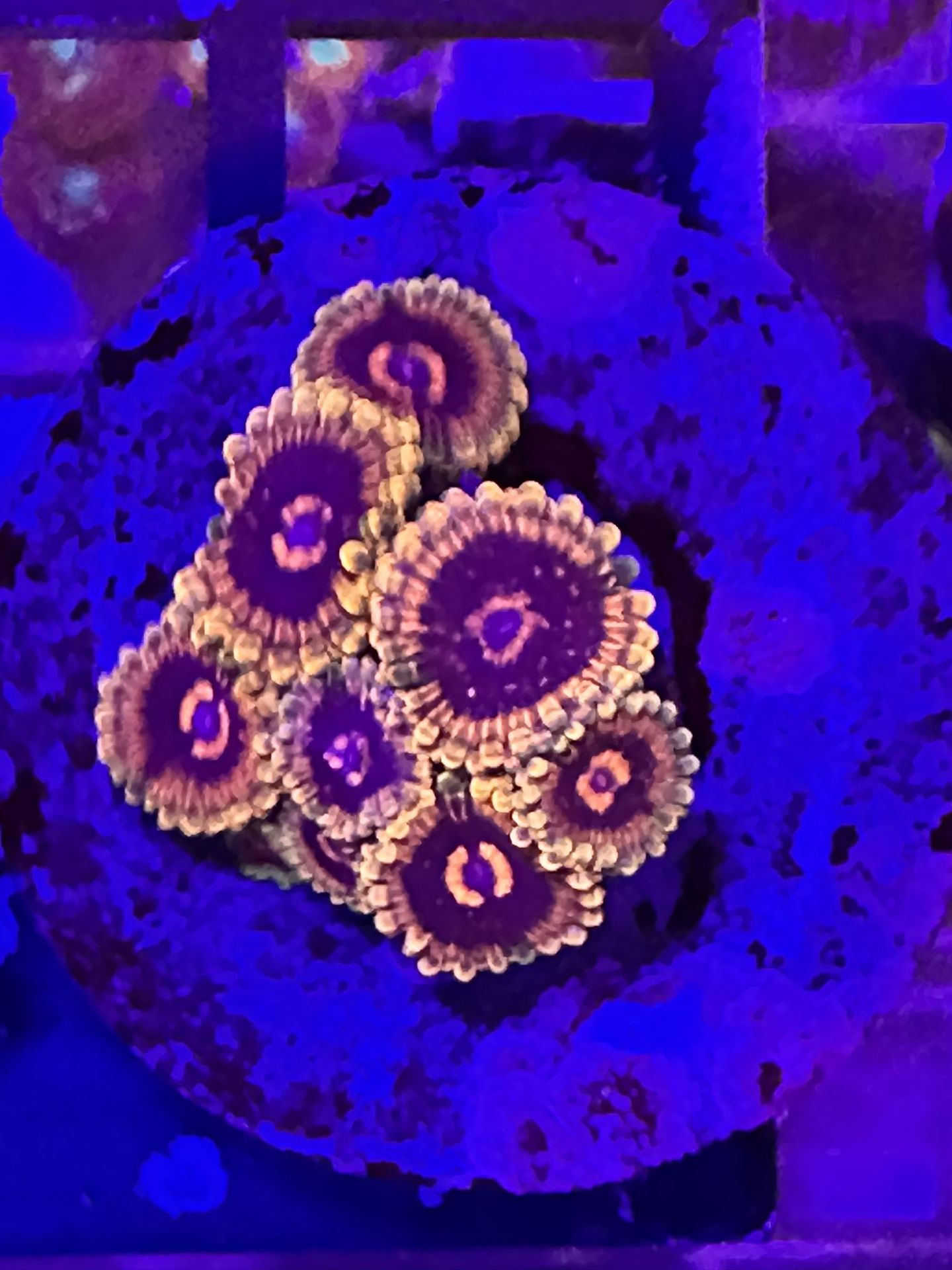 Reef Fake Decoration