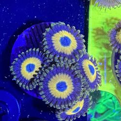 Ultra Bright Scrambled Eggs Zoas