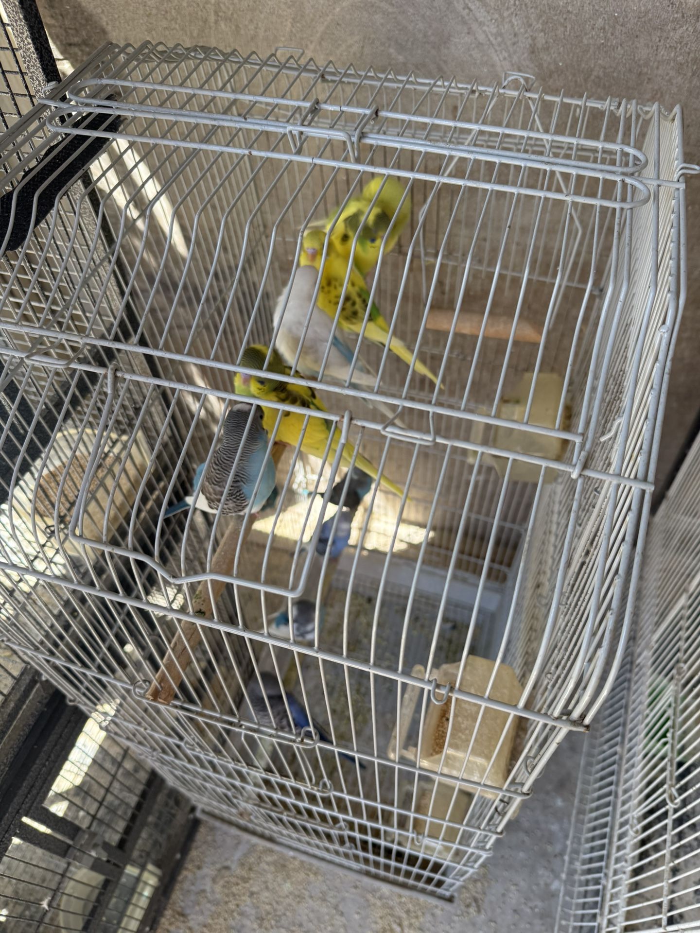 Bird cages