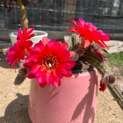 Red cactus succulent plant