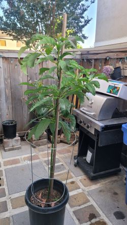 Avocado Tree