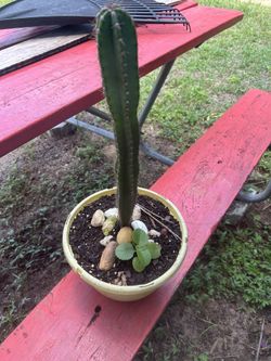 Pitayo Cactus Y Oregano 