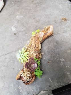 Succulants in driftwood