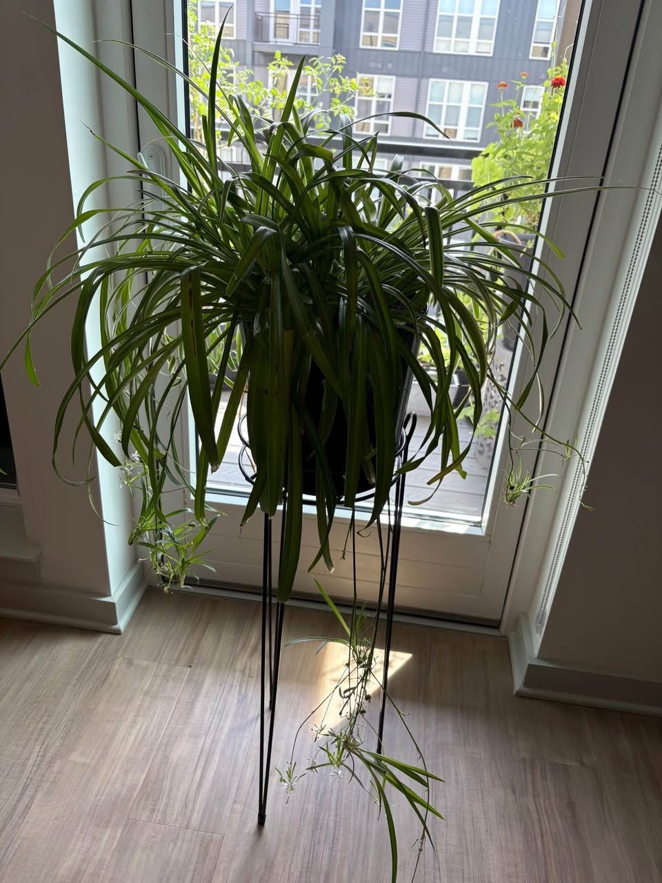Spider Plant