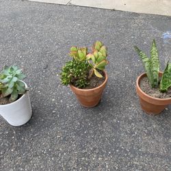 3 Plants In pot