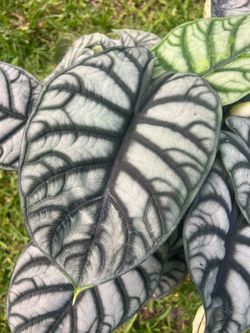 ALOCASIA SILVER DRAGON (“10 Pot) Exotic, Rare, Interesting