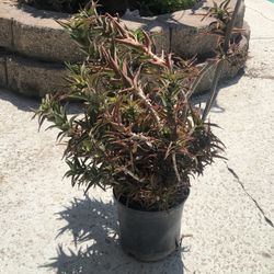 Large succulent plant