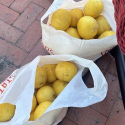 Freshly Picked Grapefruits