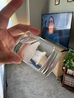 Jellyfish wet specimen
