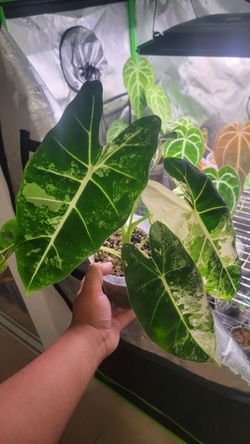 Variegated Alocasia Frydek 5" pot in stratum/pumice