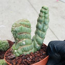 Eulychina Cactus Crest Imported