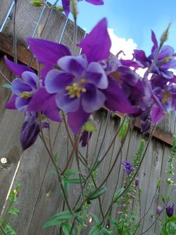 Perrenial Flowers  For Sale 
