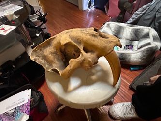 replica of a Smilodon (sabertooth cat) skull