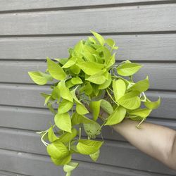 6” neon pothos full and trailing 