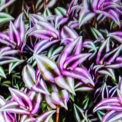 HANGING BASKET TRADESCANTIA SABRINA, *LIVE*- ROOTED PLANT. INDOOR/OUTDOOR PLANT.  GREAT HANGING BASKETS.* EASY CARE* SHIPPING!