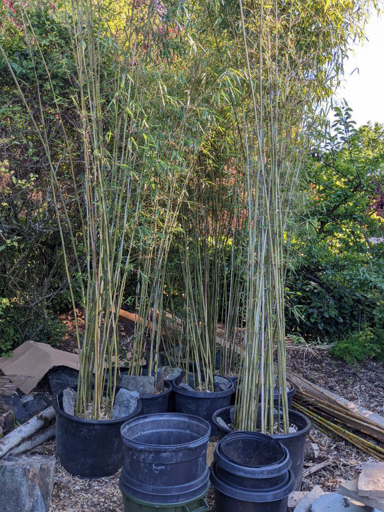 Potted Bamboo Clumps 14'+ Sturdy