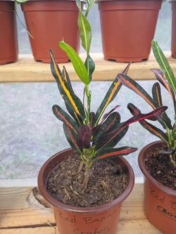 Indoor house plants