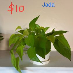 Plant Collection For Sale 
