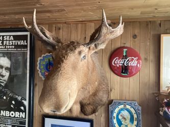 Moose Head Mount