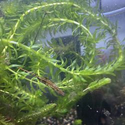 Aquarium plants