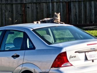 2003 Ford Focus