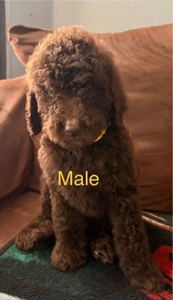 Standard Goldendoodle