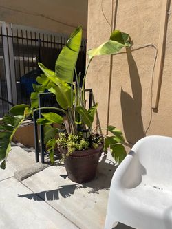 Large Bird of Paradise in Pot