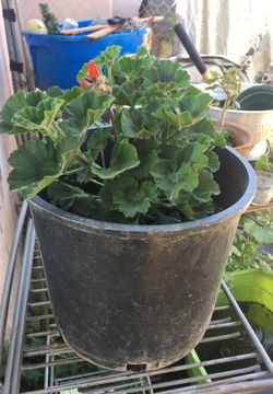 plant